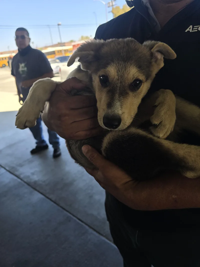 A baby small-sized male German Shepherd Dog dog named Roman for adoption in Los Angeles, CA