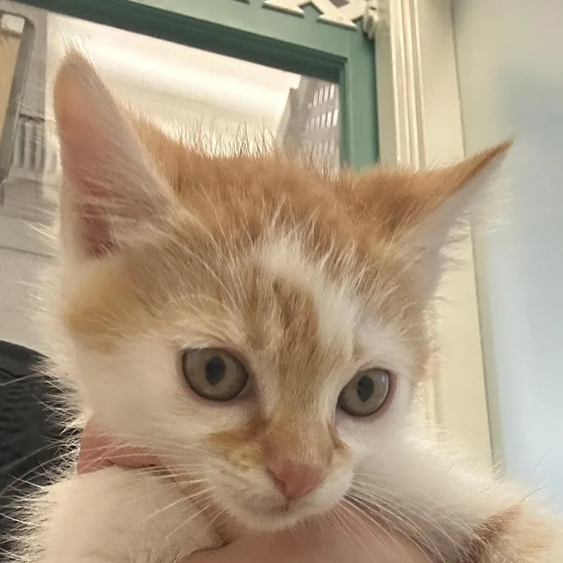 A young small-sized male Orange / Red Domestic Short Hair cat named Canelo for adoption in Santa Barbara, CA