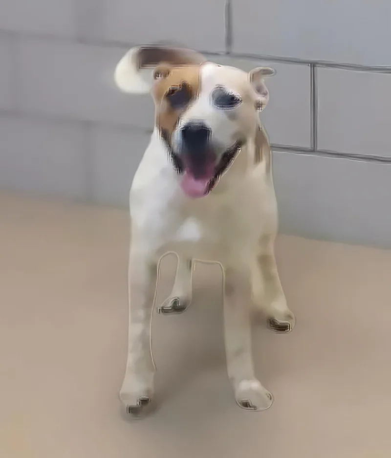An adult medium-sized male Yellow / Tan / Blond / Fawn Mixed Breed dog named Scribble for adoption in Nashville, TN