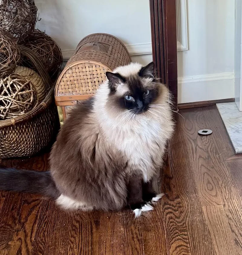 A senior large-sized female Lilac Point Himalayan cat named Winnie& Percy for adoption in Louisville, KY