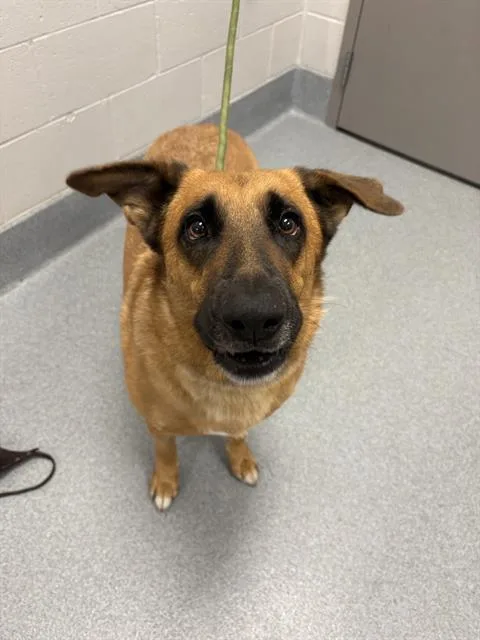 An adult large-sized female German Shepherd Dog dog named Nyla for adoption in Indianapolis, IN