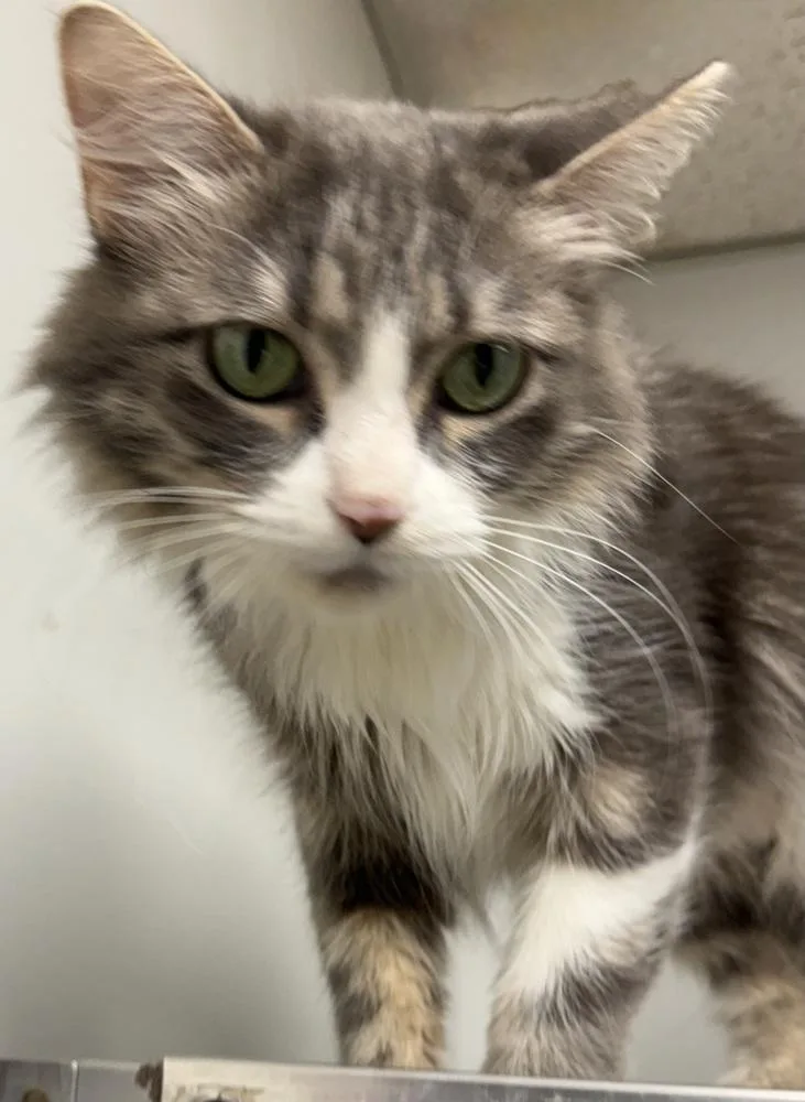 A young small-sized female Domestic Medium Hair cat named Frog for adoption in Fremont, NE