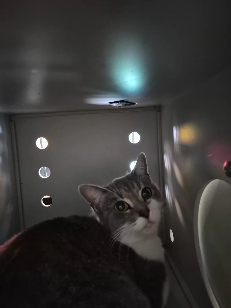 A young small-sized female Domestic Short Hair cat named Figment for adoption in Moriarty, NM