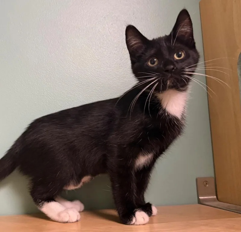 A baby medium-sized female Black & White / Tuxedo Domestic Short Hair cat named Fancy for adoption in Amery, WI
