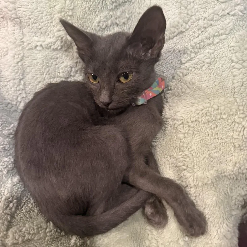 Gigi
