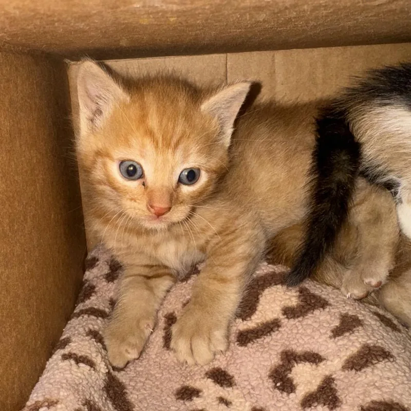 A baby small-sized male Orange / Red Domestic Short Hair cat named Ham for adoption in Lynchburg, VA
