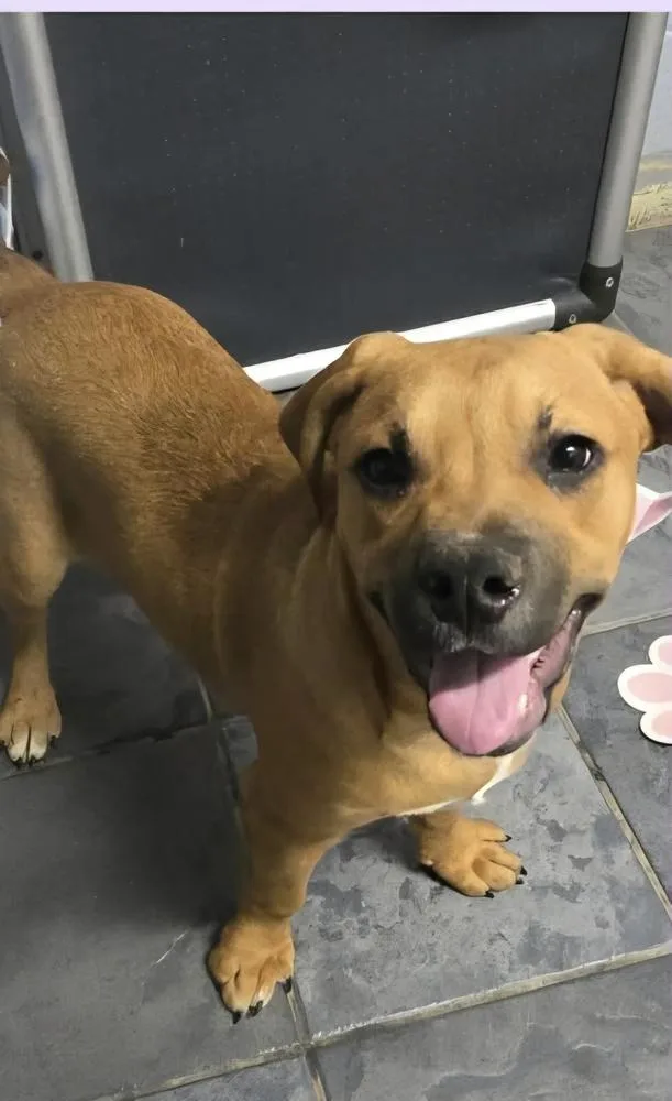 A baby large-sized male Tricolor (Brown, Black, & White) Beagle dog named Marion Bullgles : Finn for adoption in Aurora, IN