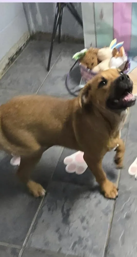 Marion Bullgles : Finn thumbnail 3