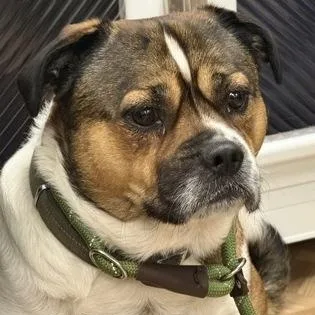 An adult medium-sized male Mixed Breed dog named Woody for adoption in Worcester, MA