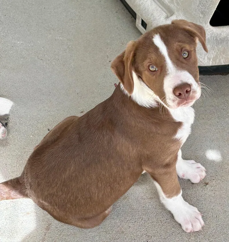 Johnnycake Cobbler thumbnail 2