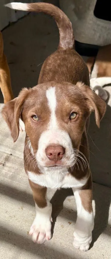 Johnnycake Cobbler thumbnail 3