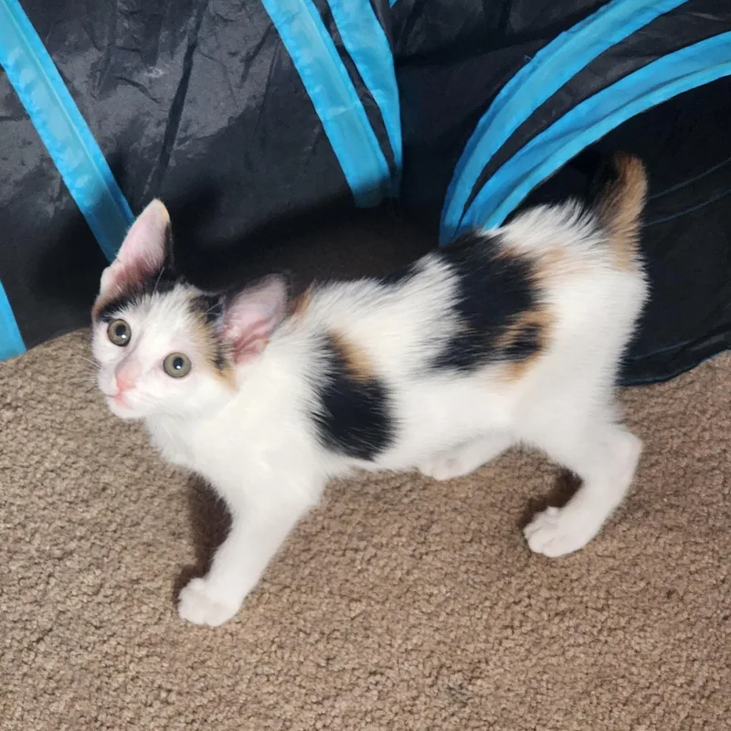 A baby medium-sized female Calico cat named Princess Vanellope for adoption in Woodinville, WA