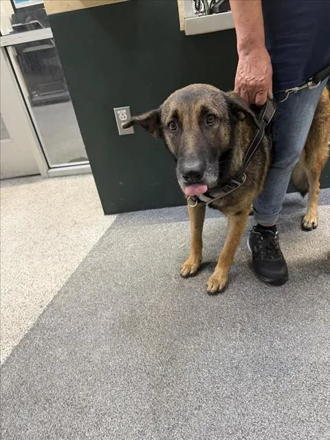 An adult large-sized female German Shepherd Dog dog named Mini for adoption in Los Angeles, CA