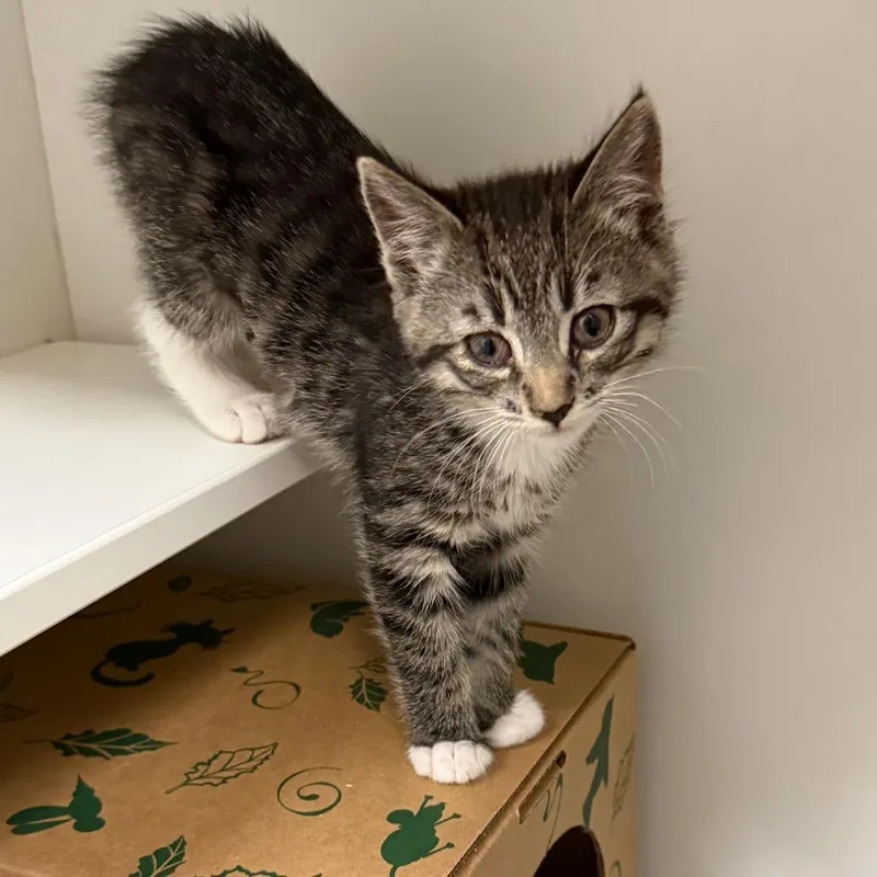 A baby small-sized female Brown / Chocolate Domestic Short Hair cat named Almond for adoption in Reno, NV