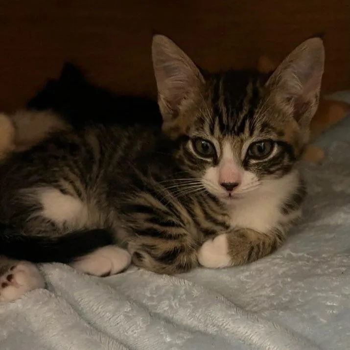 A baby medium-sized male Tabby (Buff / Tan / Fawn) Domestic Short Hair cat named Taboo for adoption in Graham, WA