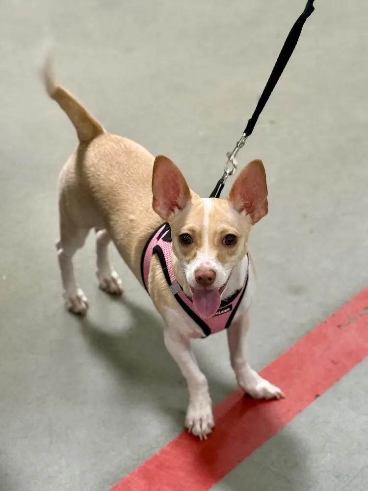 A young small-sized female Chihuahua dog named Bella for adoption in TUCSON, AZ