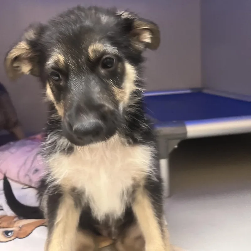 A baby medium-sized male Black German Shepherd Dog dog named Trinidad for adoption in Las Vegas, NV