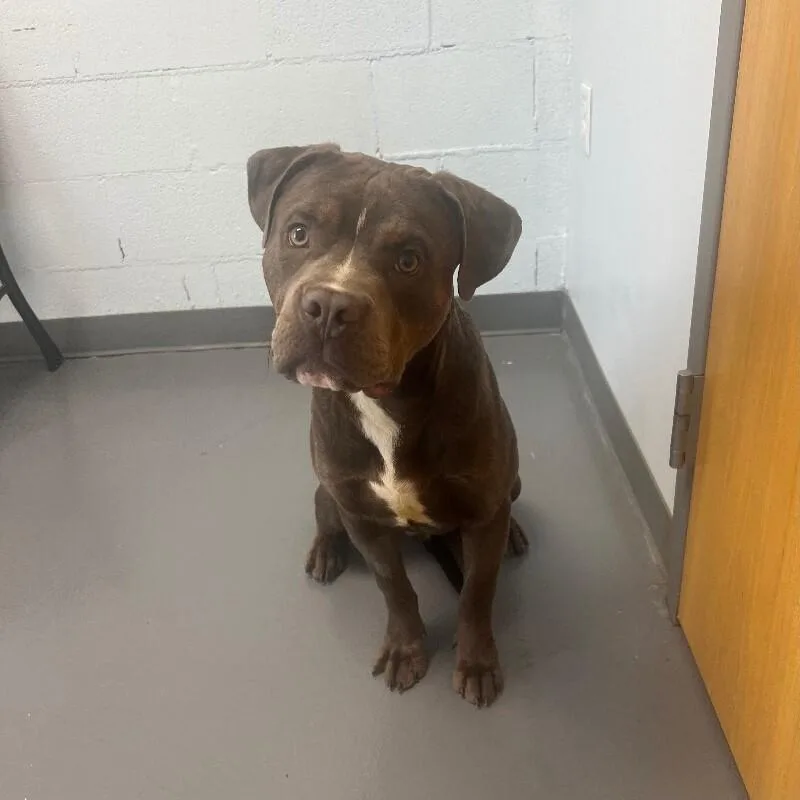 A young large-sized male Pit Bull Terrier dog named Andre for adoption in Roanoke, VA