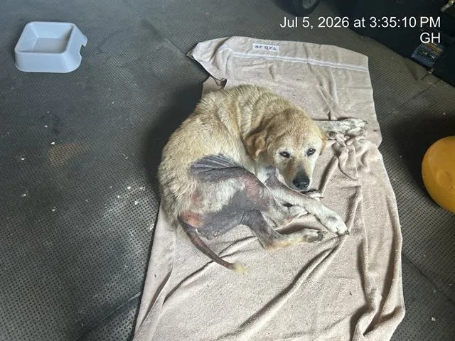 A senior medium-sized female Akita dog named Delyah for adoption in Ocala, FL