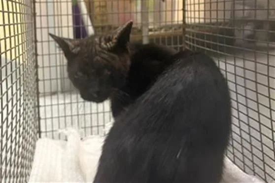 A young small-sized male Domestic Short Hair cat named King Tauri for adoption in Tustin, CA