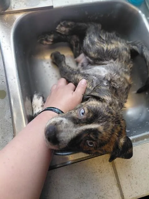 A baby small-sized male German Shepherd Dog dog named Baby Boy for adoption in Tucson, AZ