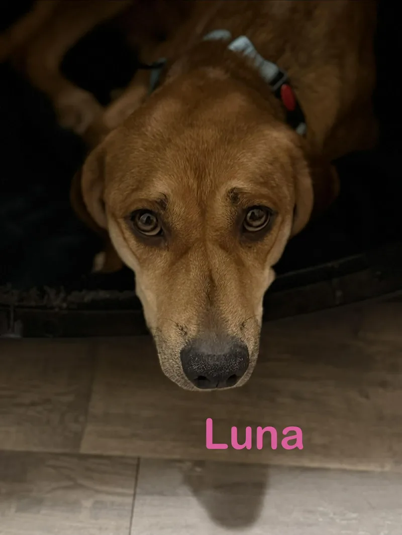 Luna thumbnail 2