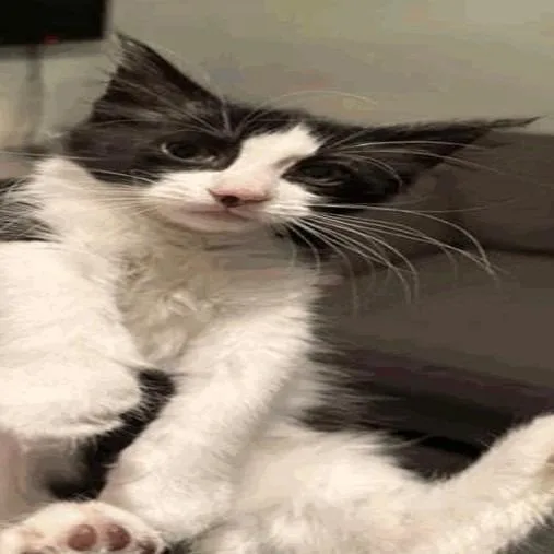A baby small-sized male Black Domestic Short Hair cat named Mason for adoption in New York, NY