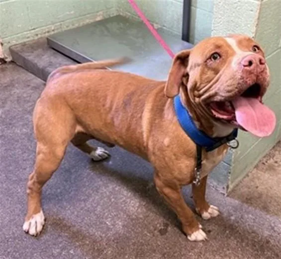 An adult large-sized male Pit Bull Terrier dog named Randy for adoption in Sacramento, CA