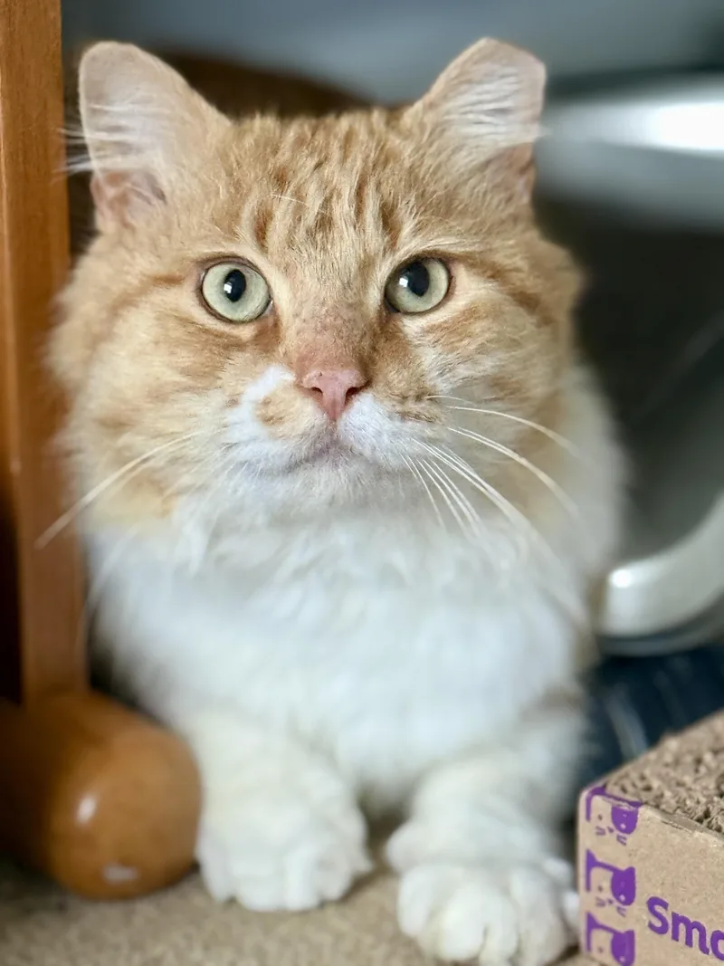 Sir Archibald Mcchicken