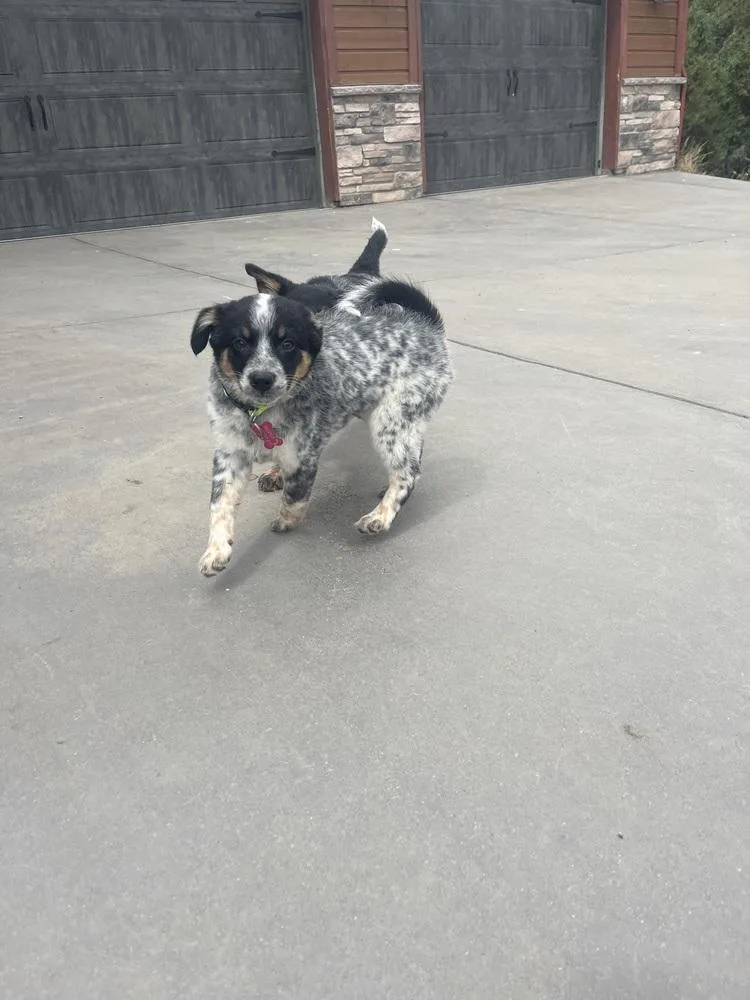 Piper