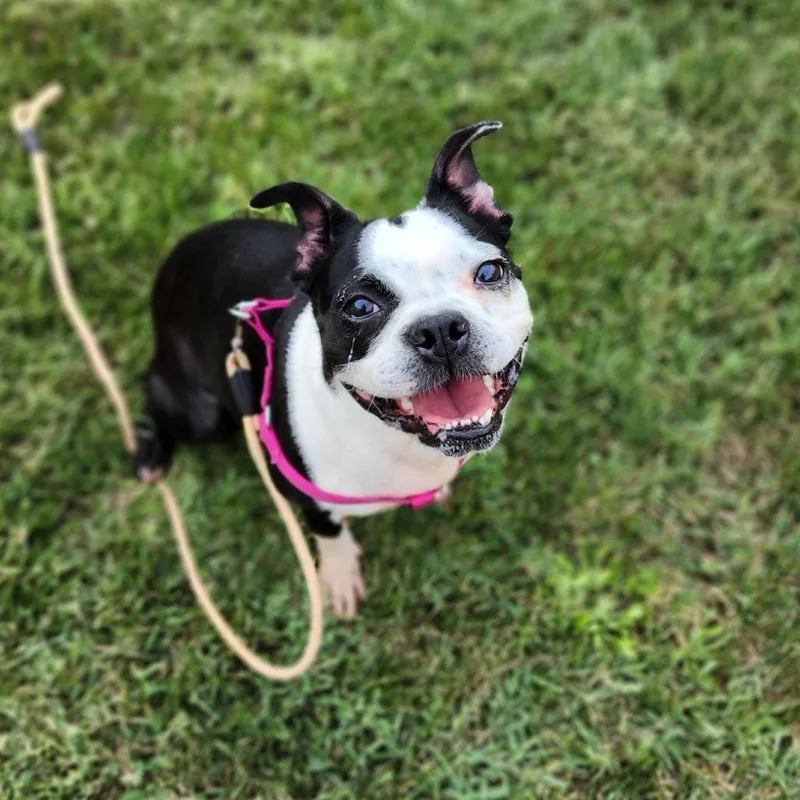 Daisy