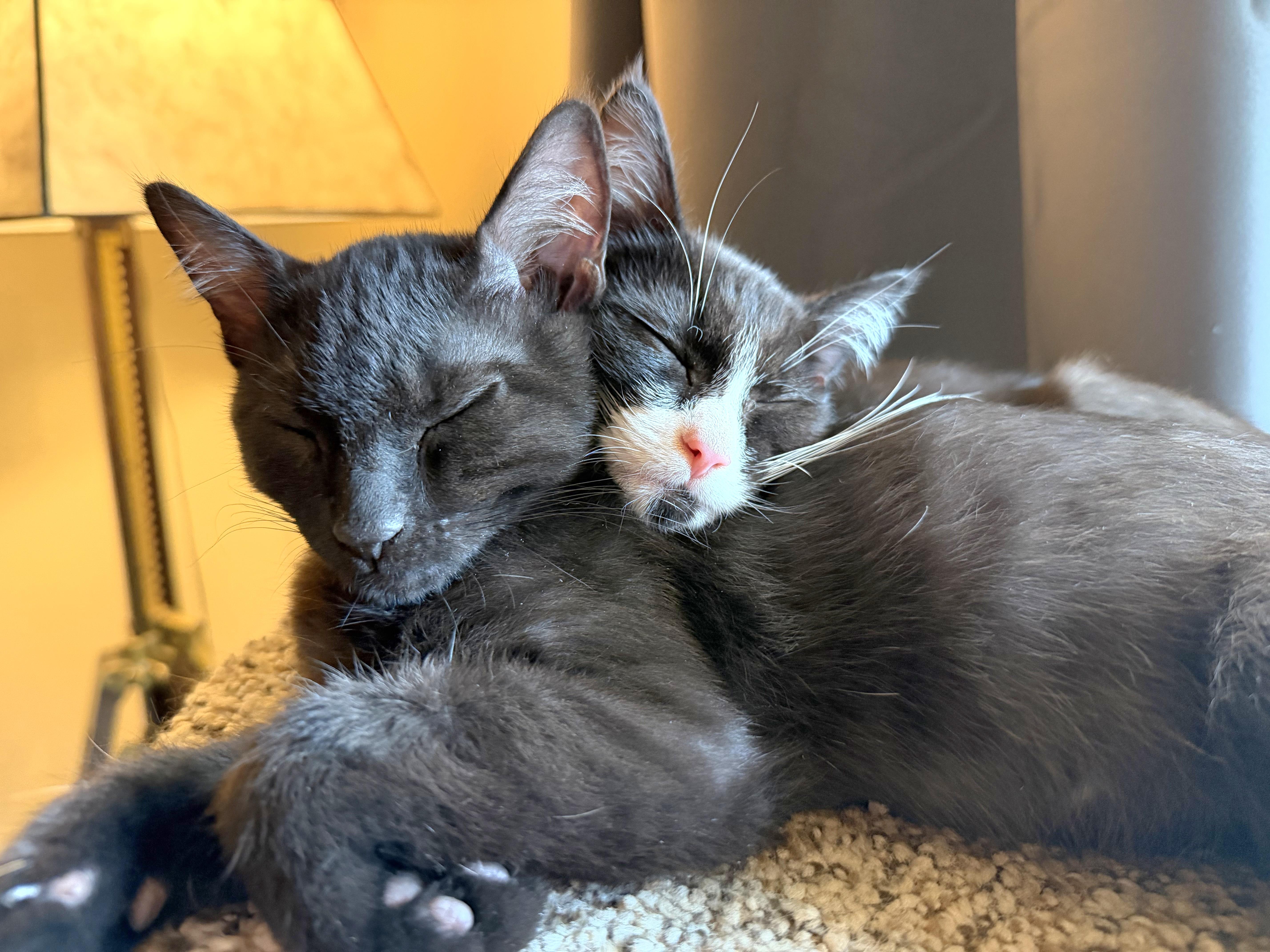 A baby medium-sized male Black & White / Tuxedo Tuxedo cat named Jack for adoption in Springfield, OR