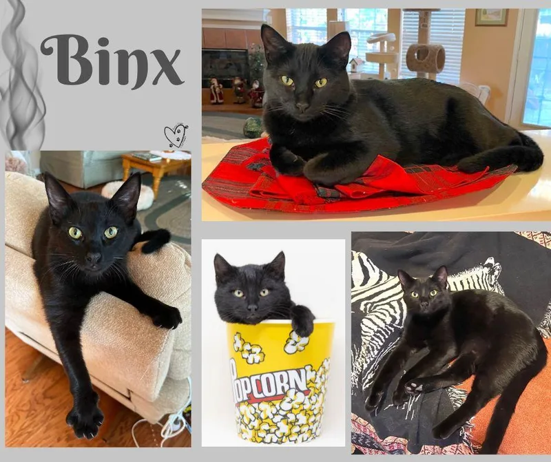 Binx thumbnail 6
