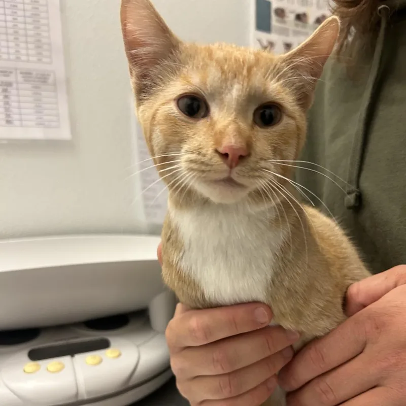 A young medium-sized male Orange / Red Domestic Short Hair cat named P.b. for adoption in Park City, UT