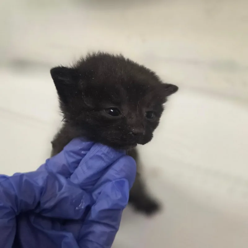A baby small-sized male Black Domestic Short Hair cat named Macaroni Tony for adoption in Charleston, WV