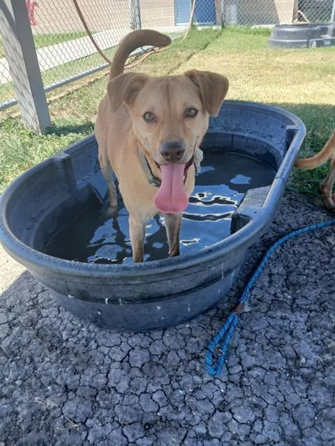 A young medium-sized male Black Mouth Cur dog named Wesson for adoption in Corpus Christi, TX