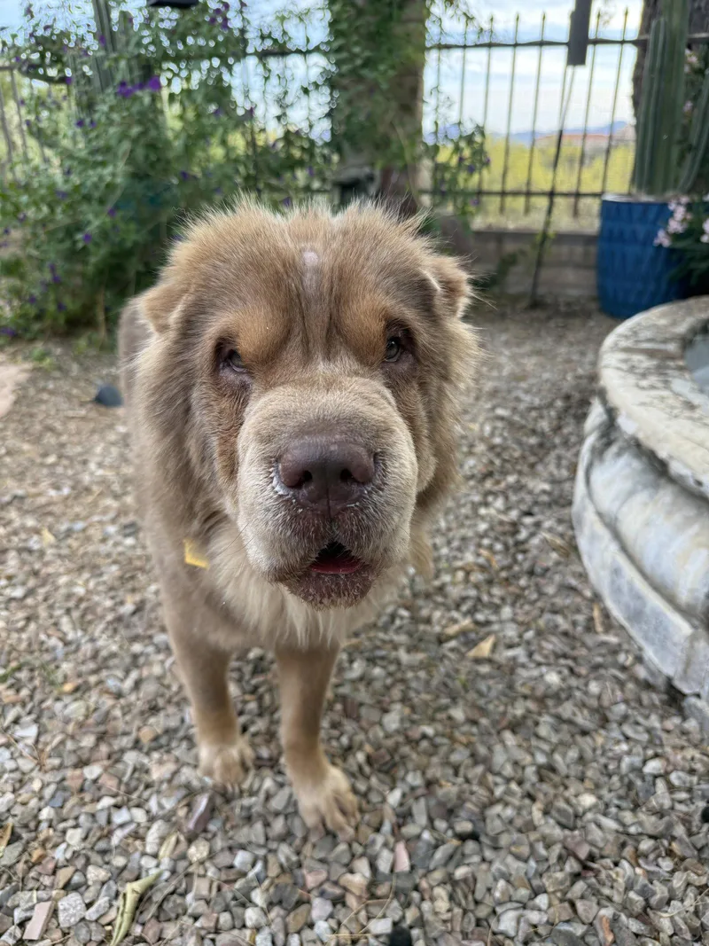 An adult medium-sized male Shar-Pei dog named Clay for adoption in Lake Forest, CA