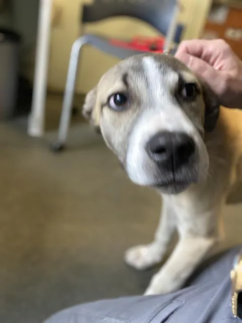 A baby small-sized male Siberian Husky dog named Heathcliff for adoption in Santa Cruz, CA