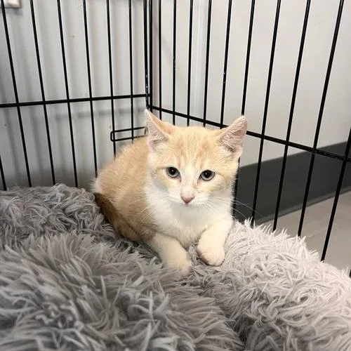 A young small-sized male Domestic Short Hair cat named Sincere for adoption in Georgetown, KY