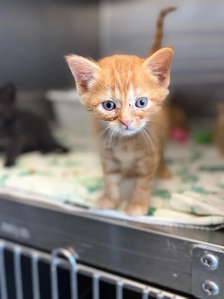 A baby medium-sized female Domestic Short Hair cat named Oakley for adoption in Portland, IN