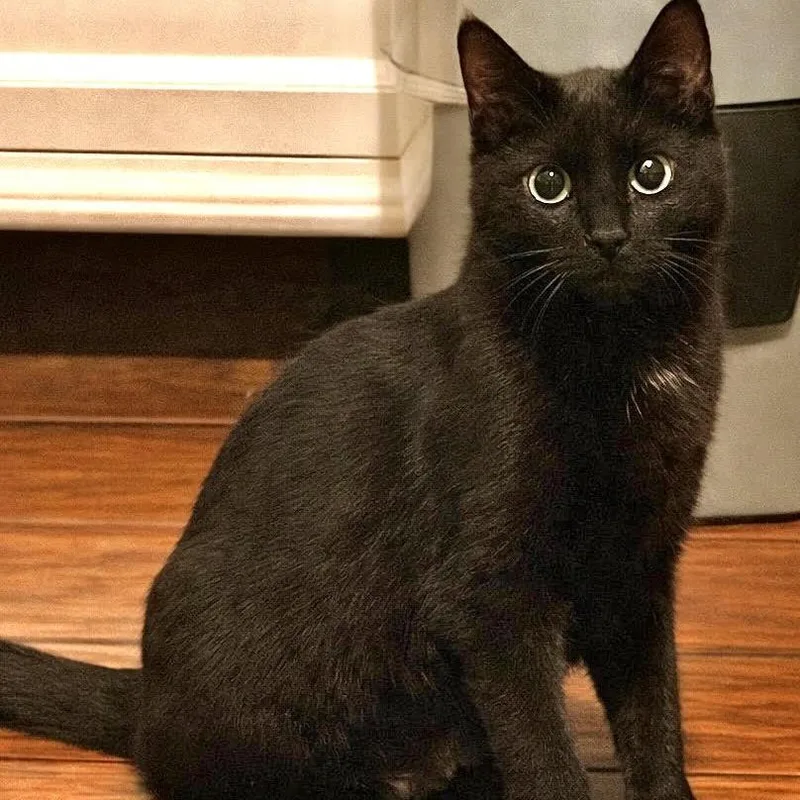 A baby small-sized female Black Domestic Short Hair cat named Sabrina for adoption in Houston, TX