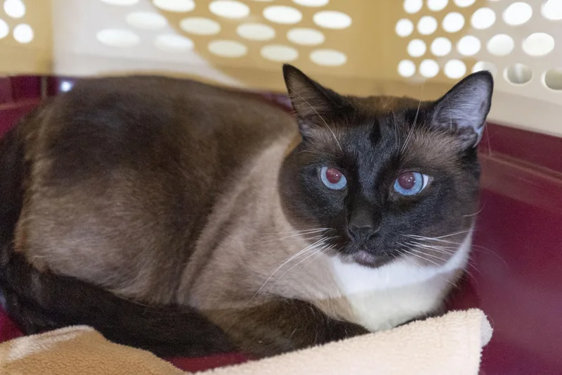 An adult medium-sized male Seal Point Domestic Short Hair cat named Wasabi Noodle for adoption in Boise, ID