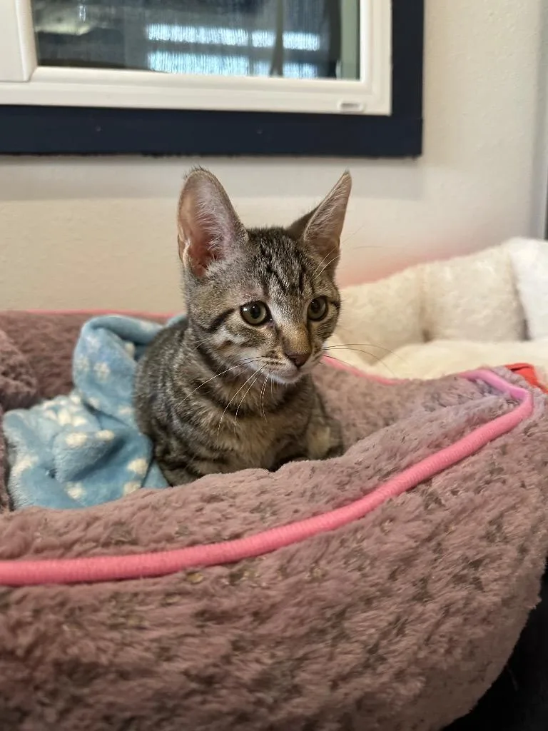 A baby small-sized male Tabby cat named Wendell for adoption in Newberg, OR