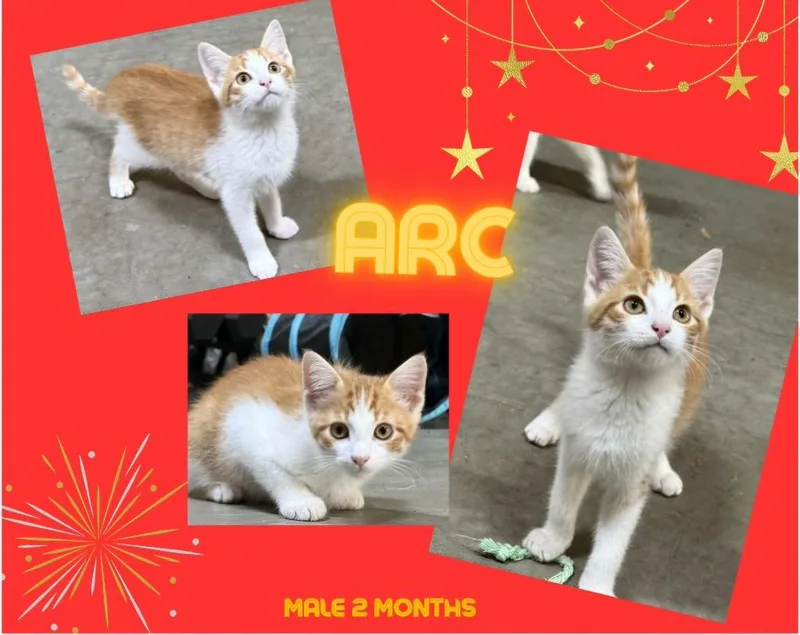 Arc