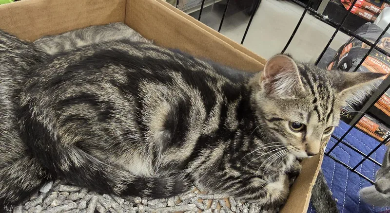 A young medium-sized male Tabby (Gray / Blue / Silver) Domestic Short Hair cat named Stash for adoption in Nottingham, MD