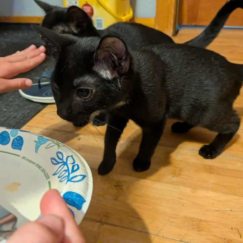 A baby small-sized female Black Domestic Short Hair cat named Domino for adoption in Irwin, PA