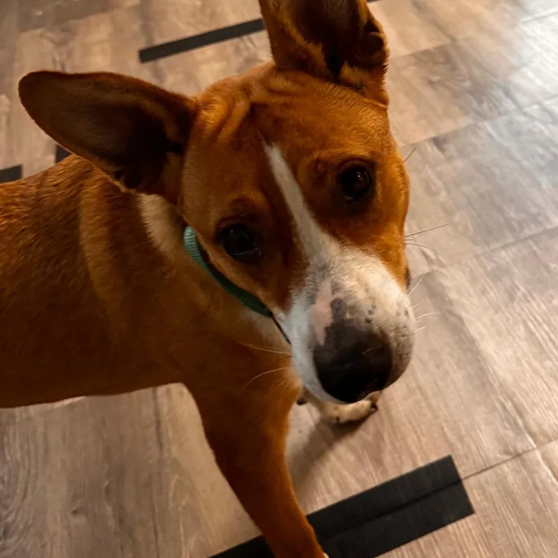A young medium-sized female Yellow / Tan / Blond / Fawn Mixed Breed dog named Susie for adoption in Leander, TX