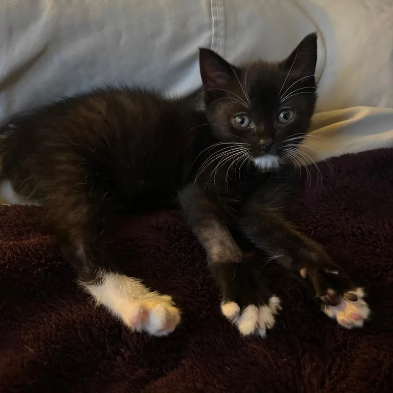 A baby small-sized female Black Domestic Short Hair cat named Teresa for adoption in Brooklyn, NY