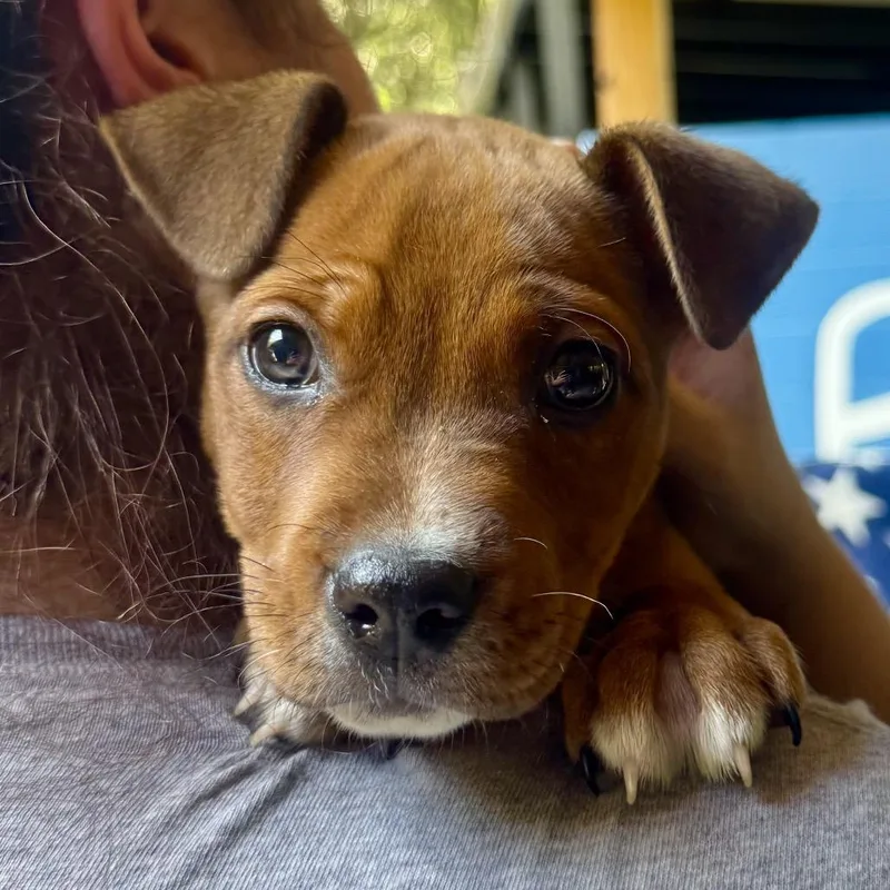 A baby medium-sized male Brown / Chocolate Mixed Breed dog named Bolin for adoption in Decatur, GA