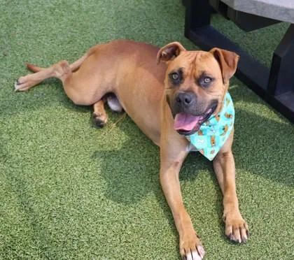 A young medium-sized male Mixed Breed dog named ScoobyDoo for adoption in Athens, GA